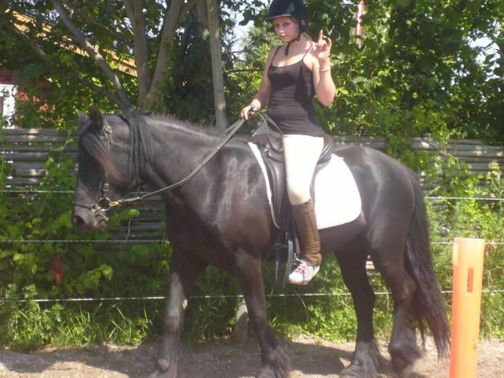 Fell pony Brackenbank Spencer billede 17