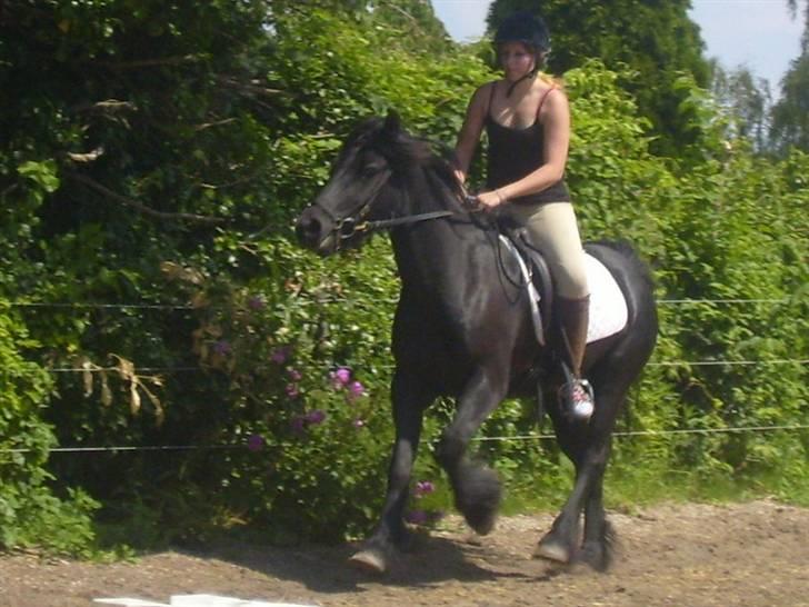 Fell pony Brackenbank Spencer billede 18