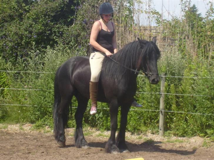 Fell pony Brackenbank Spencer billede 19