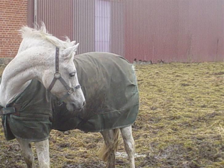 Anden særlig race Mon Cherie - 13/3 10. Det ser sørme spændende ud, det der foregår derhenne... ;d billede 17