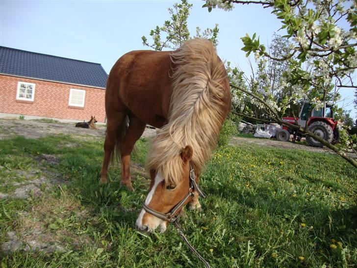 Islænder Feykir fra Bøghegård - Kønne Feykir <3 billede 10