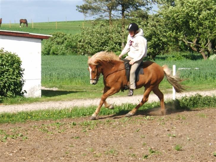 Islænder Feykir fra Bøghegård - Galop :)  billede 12