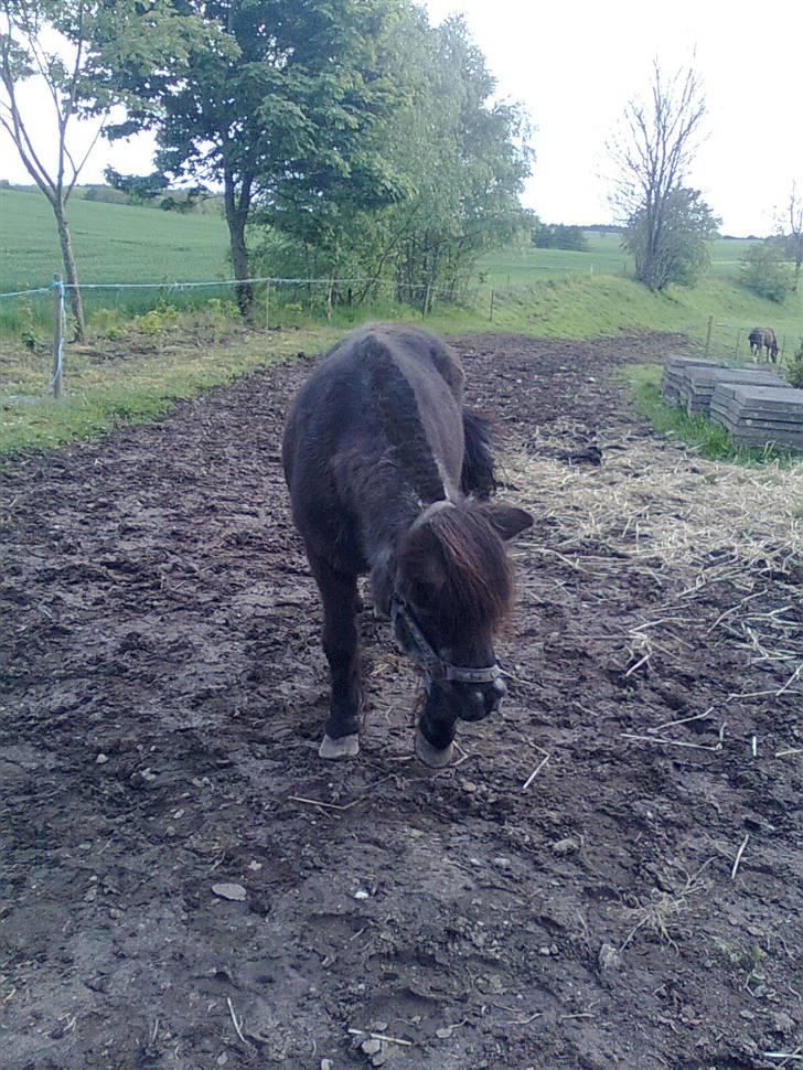 Anden særlig race Sille - Foto: Mig/Rikke billede 14