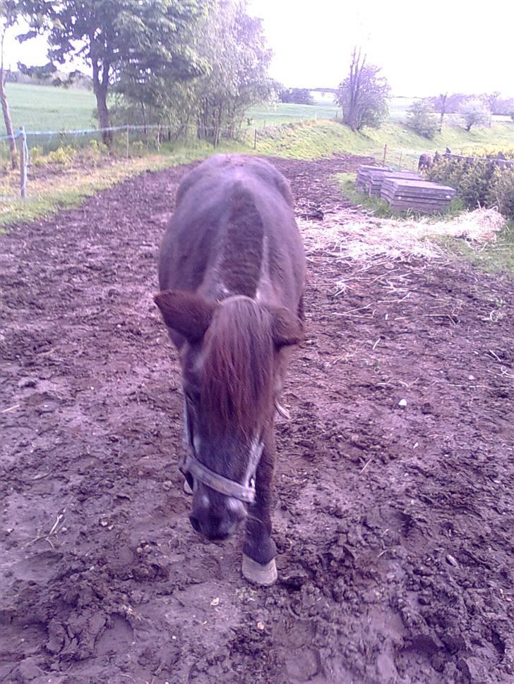 Anden særlig race Sille - Foto: Mig/Rikke billede 15