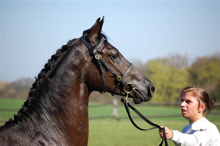 Welsh Partbred (Sec F) Chap´s Check Me Out  - 1. show han var til - Dorthealyst 2009, 2 år gammel. billede 18