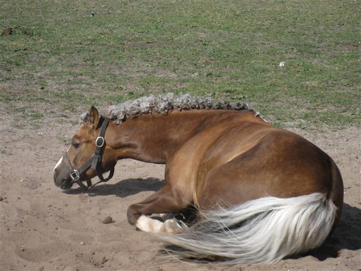 Welsh Pony af Cob-type (sec C) Faya Lobi 2002 Kasto-Glas - Juhuu man skal ikk være ren mere en højst nødvendigt efter stævne ;D billede 10