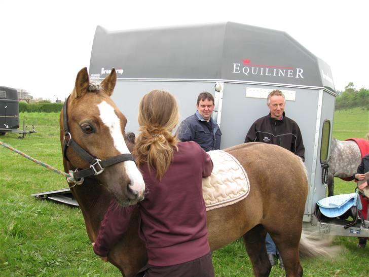 Welsh Pony af Cob-type (sec C) Faya Lobi 2002 Kasto-Glas billede 11