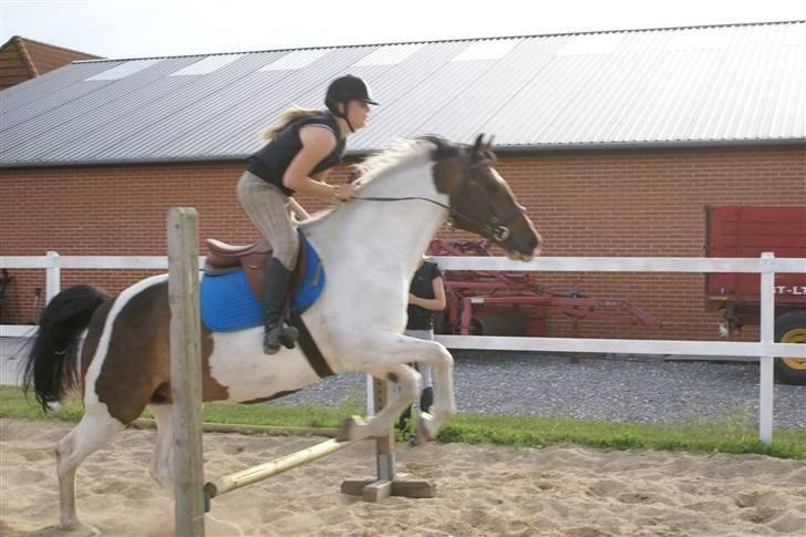 Anden særlig race  Thais'son *solgt* - 2 gang han springer med rytter XD billede 11
