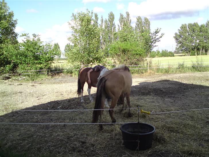 Anden særlig race shanita - se mine to dejlige ponnyer shanita og django billede 4