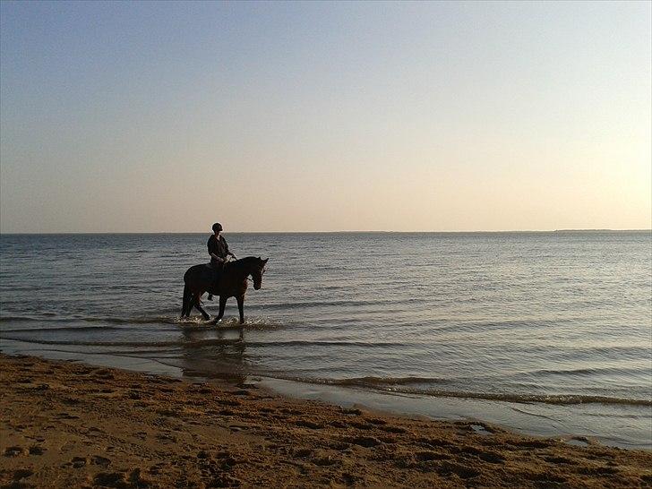 Dansk Varmblod La petite - titten på stranden :) billede 3