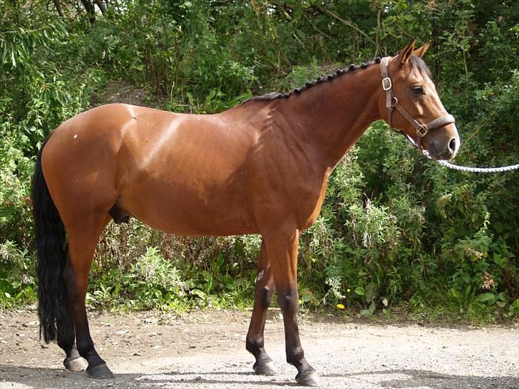 Tysk Sportspony Denver - B-pony billede 13