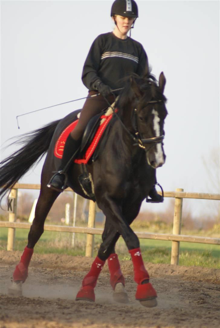 Dansk Varmblod Malue Åbo - 18. Ved det er lidt dårlig kvali, men så dejlig meget aktion på det her billede :D Fotograf: Anne Mette billede 18
