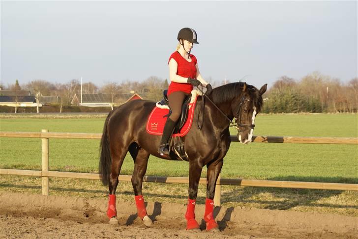 Dansk Varmblod Malue Åbo - 16. Og parade kan hun skam også.. Selvom det er lidt kedeligt ;) Fotograf: Anne Mette billede 16