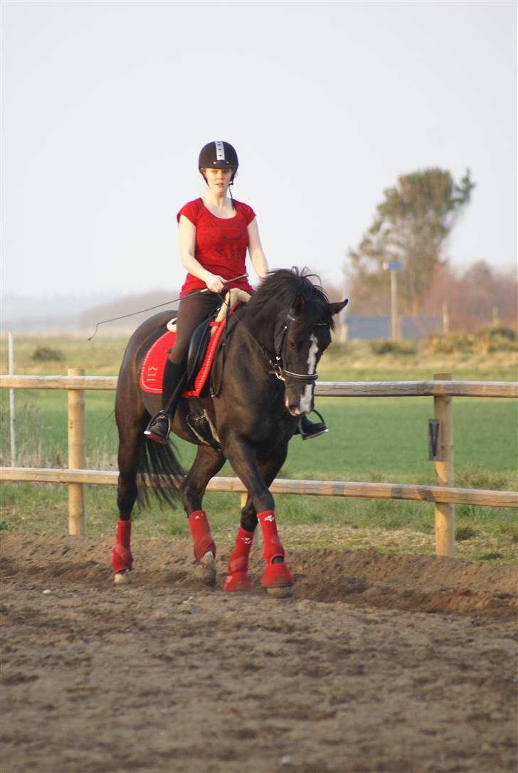 Dansk Varmblod Malue Åbo - 17. Skridt skridt skridt... Fotograf: Anne Mette billede 17