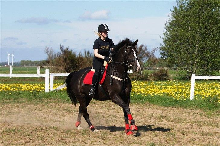 Dansk Varmblod Malue Åbo - 15. Galop mod spring.. En springdag med en frisk og glad malue :) Fotograf: Anne Mette billede 15