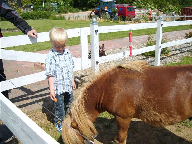 Shetlænder Lucky Player (Hingst) RIP - Lidt gulerødder som tak fra Frederik for en god ridetur billede 19