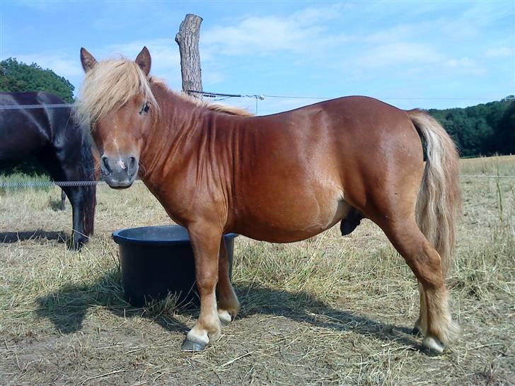 Shetlænder Lucky Player (Hingst) RIP - Taget i sit gode mote billede 20