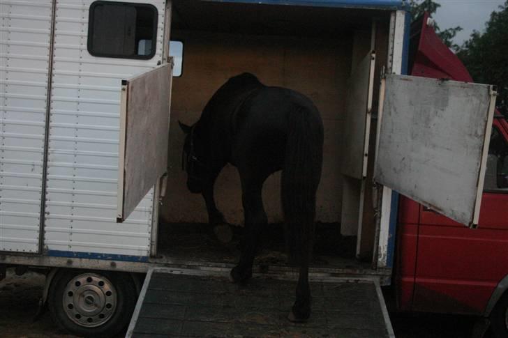 Frieser Zephyr - Zephyr når han syntes bilen er spændene :D (skal lige siges at han selv gik op og ud....4 gange!! :D) billede 19