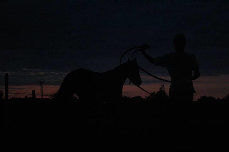 Frieser Zephyr - Horsemanship in the twilight  billede 20