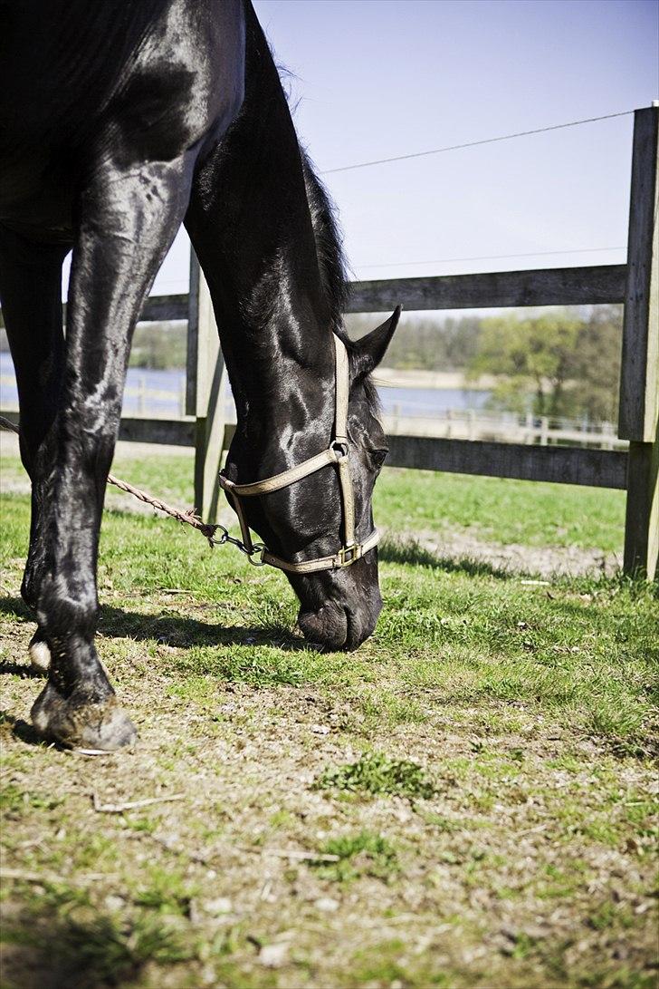 Oldenborg Damgaards Kivi Viola billede 6