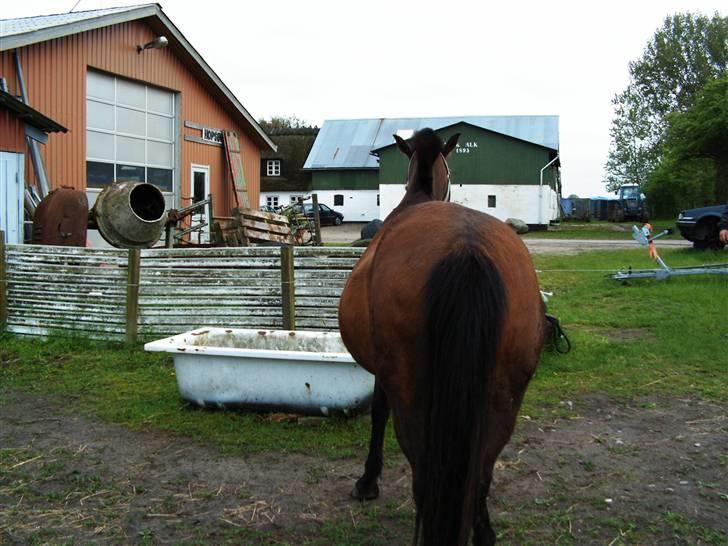 DSP Jumpy - 2006. her er det lige op over, skal snart fole billede 3