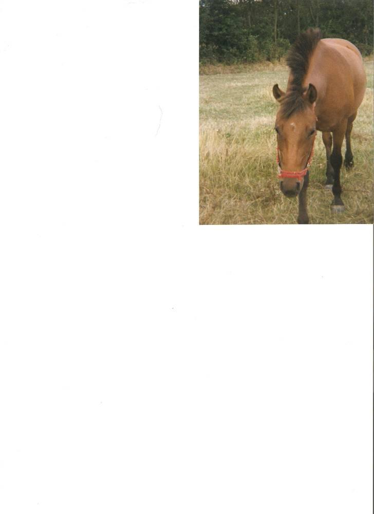 DSP Jumpy - Jumpy 3 år gammel billede 4