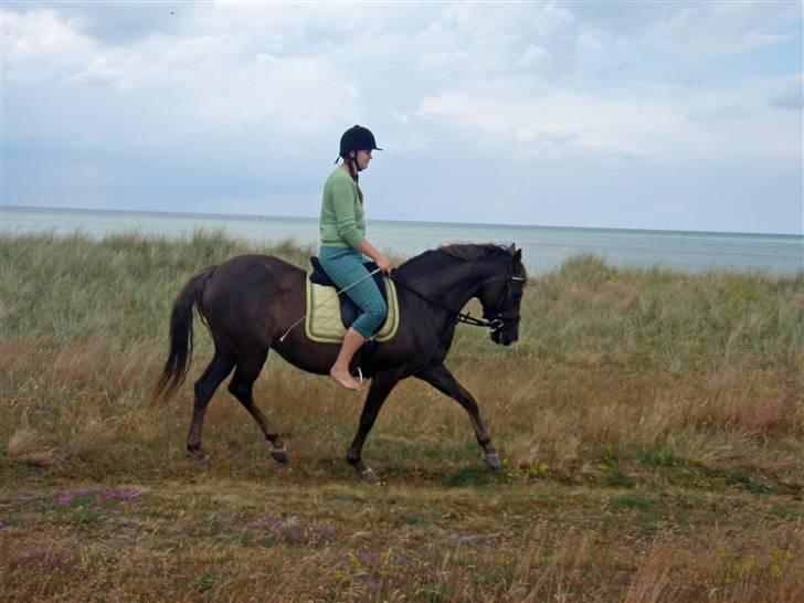 DSP Dutchy - trav ved stranden i Fjellerup billede 5