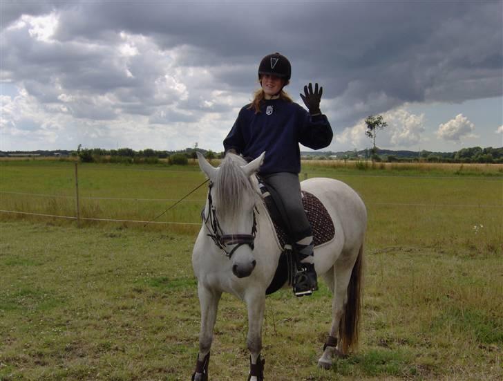 Welsh Partbred (Sec F) Destiny´s Irony - Super udstråling min lille pony har eller hvad?? billede 14