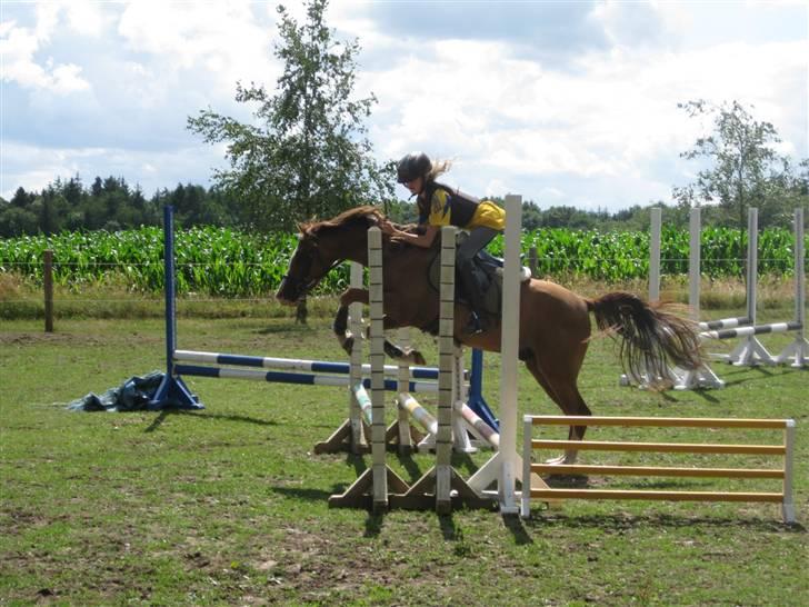 DSP Ziwago - SOLGT billede 13