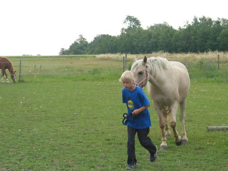 Cruzado Milana *SOLGT* - Kevin træner med sin pony billede 15
