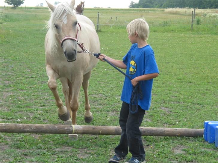 Cruzado Milana *SOLGT* - Kevin træner med sin pony billede 16