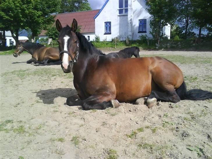 Anden særlig race Chantelle billede 9