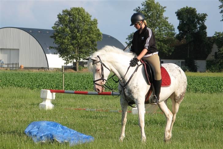 Anden særlig race Karpaccio *Byttet* - hvad fanden er det? Ö billede 2