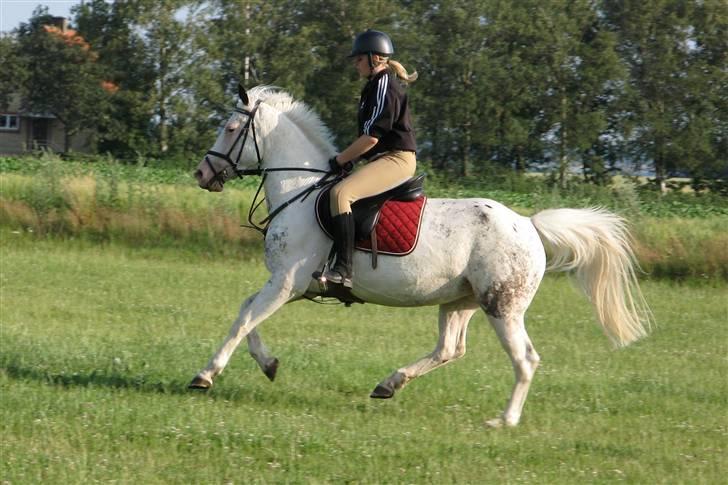 Anden særlig race Karpaccio *Byttet* billede 5