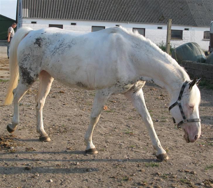 Anden særlig race Karpaccio *Byttet* billede 9