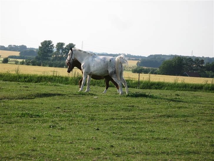 Anden særlig race Karpaccio *Byttet* - jeg tror hun skulle tisse? :D billede 10