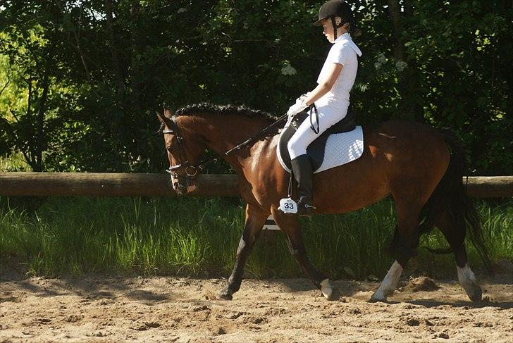 Welsh Pony af Cob-type (sec C) | MENAI LADY CAMILLA *tortillen* - Stævne - opvarmning. :-) billede 5