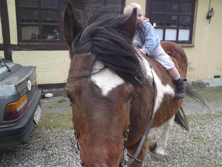 Pinto django - django på tur med børene dejlig hest  billede 6