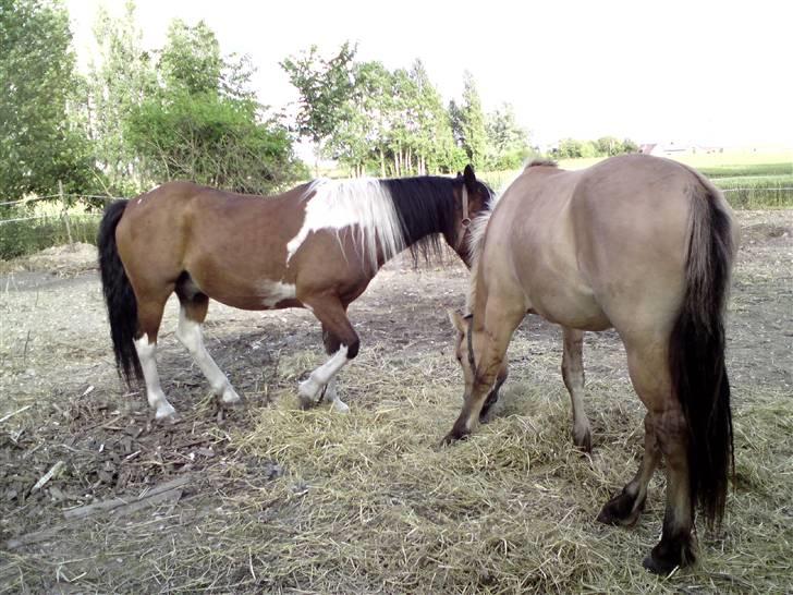 Pinto django - django er sammen med shanita på fold de hygger vildt billede 7