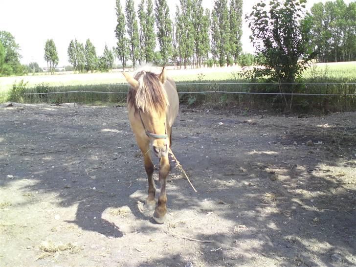 Anden særlig race shanita - se min dejlig hoppe der glad tøffer rundt  billede 6