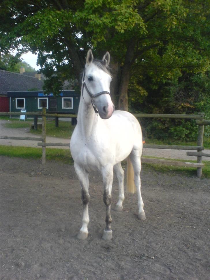 Dansk Varmblod Ronaldo - smuksakken på fold :) billede 4