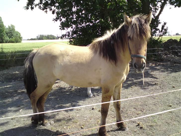 Anden særlig race shanita - se hvor dejlig glad og frisk un se ud i sommer varmen  billede 7