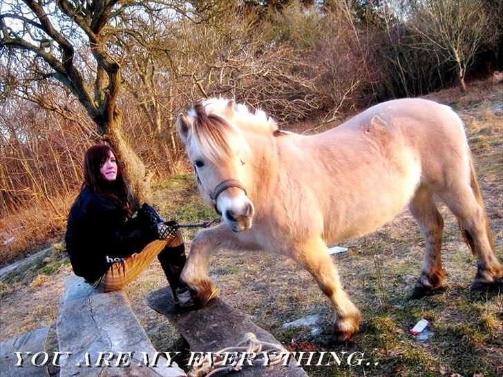 Fjordhest Rosetta *Den klareste stjerne på himlen!* - Jeg savner dig smukke!:-(
- R.I.P! billede 11