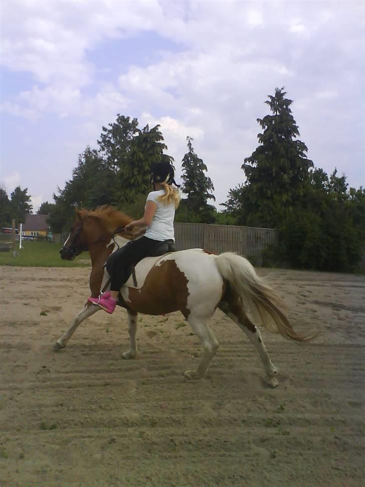 Anden særlig race Kalinca. billede 12