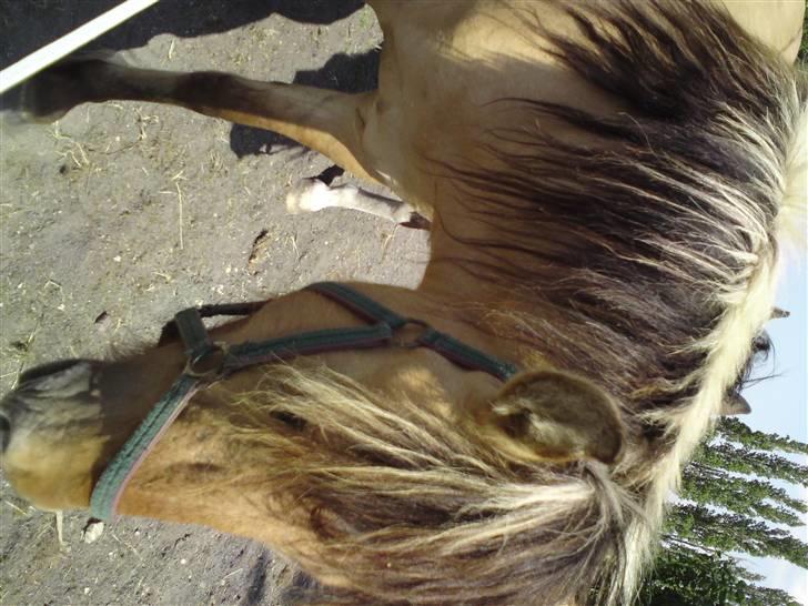 Anden særlig race shanita - er det ikke bare en dejlig rode man hun har  billede 8