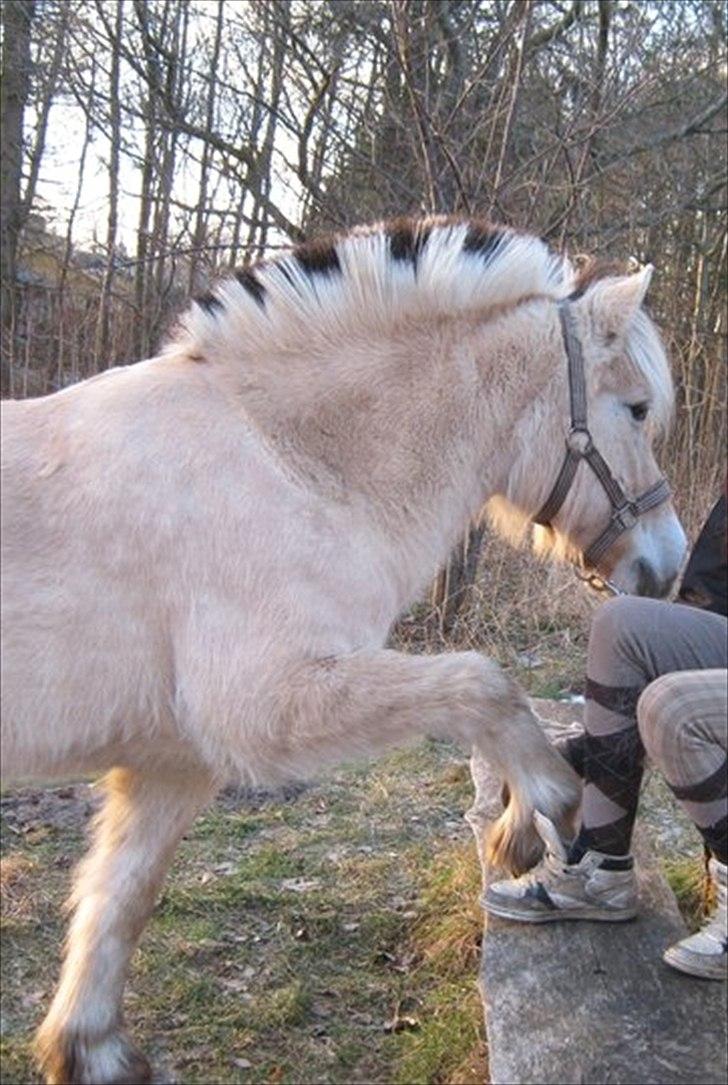 Fjordhest Rosetta *Den klareste stjerne på himlen!* - Jeg savner dig :-( R.I.P! billede 14