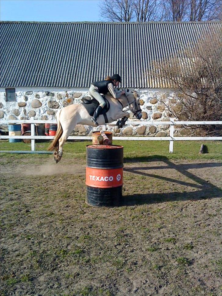 Fjordhest Rosetta *Den klareste stjerne på himlen!* - Stort overskud på ca. 95 cm, STJERNEPONY! R.I.P! billede 13