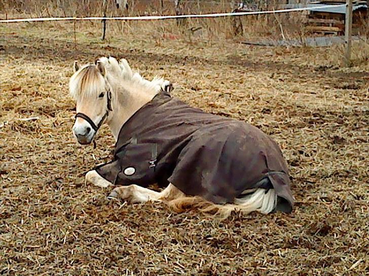 Fjordhest Rosetta *Den klareste stjerne på himlen!* - Rosetta på folden<3 R.I.P! billede 15