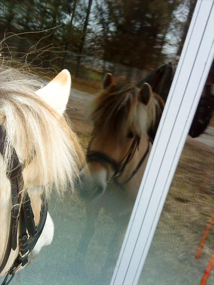 Fjordhest Rosetta *Den klareste stjerne på himlen!* - Rosetta spejler sig :$ R.I.P!
 billede 16