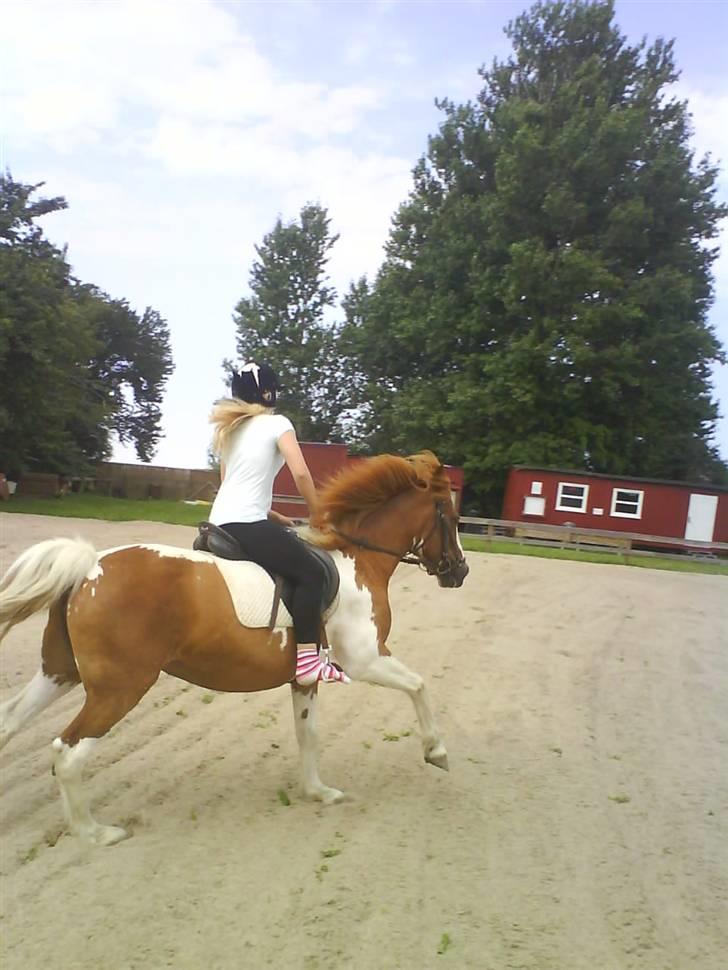 Anden særlig race Kalinca. billede 13